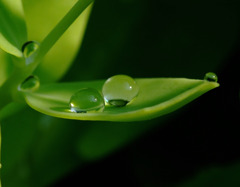 水滴　遊び。