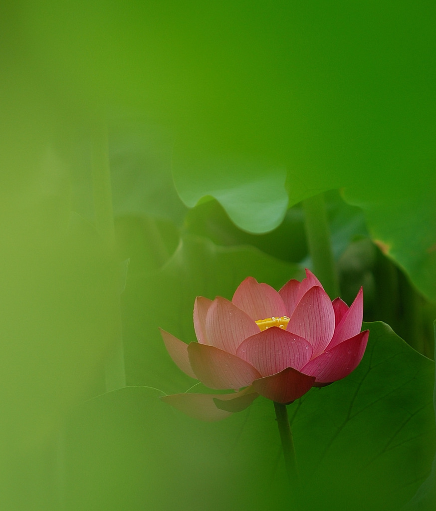 幻想の華