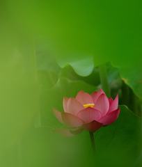 幻想の華