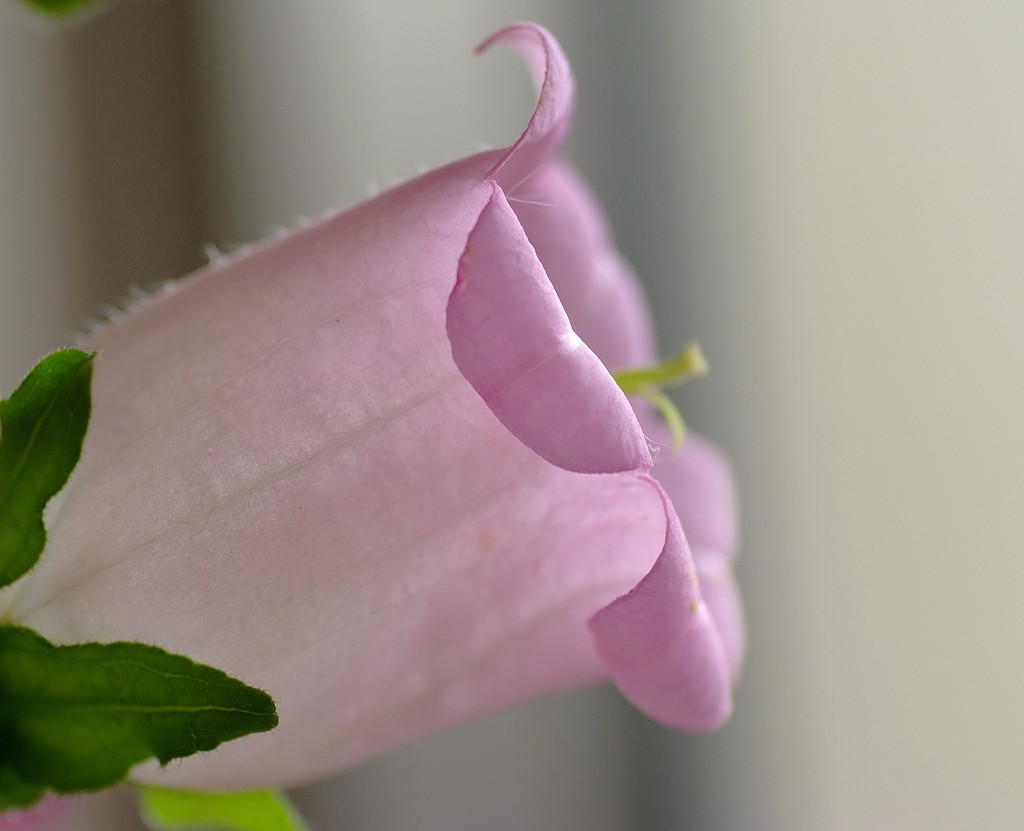 風のガーデン。。