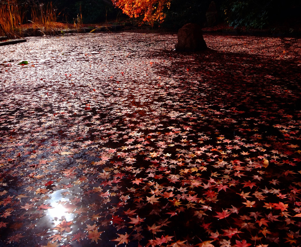 水面の華