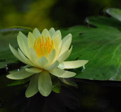 涼・睡蓮　（３）