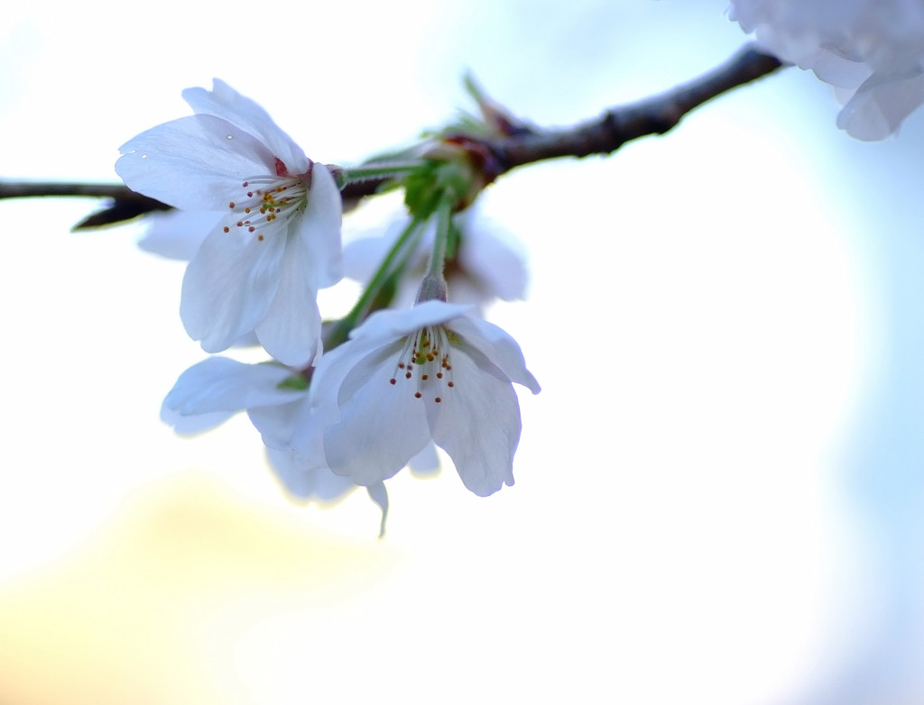 幻想の桜　（２）