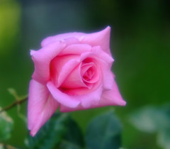 薔薇日記　2013