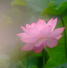 霞・蓮