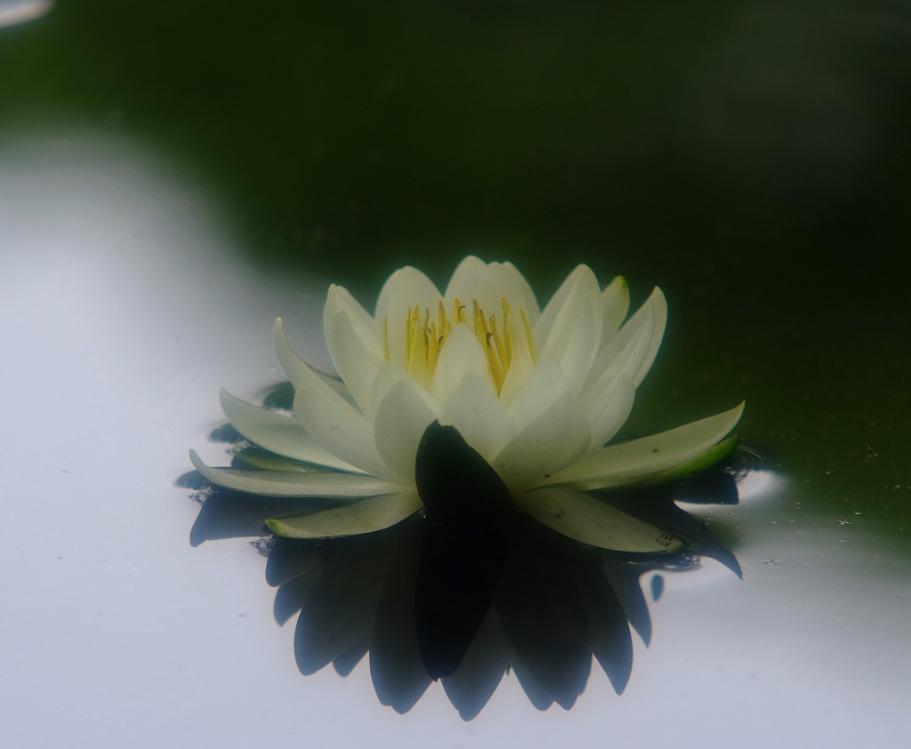 睡蓮便り・（静）