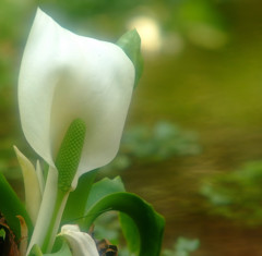 美しき思いで。。