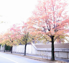 三色彩道にて