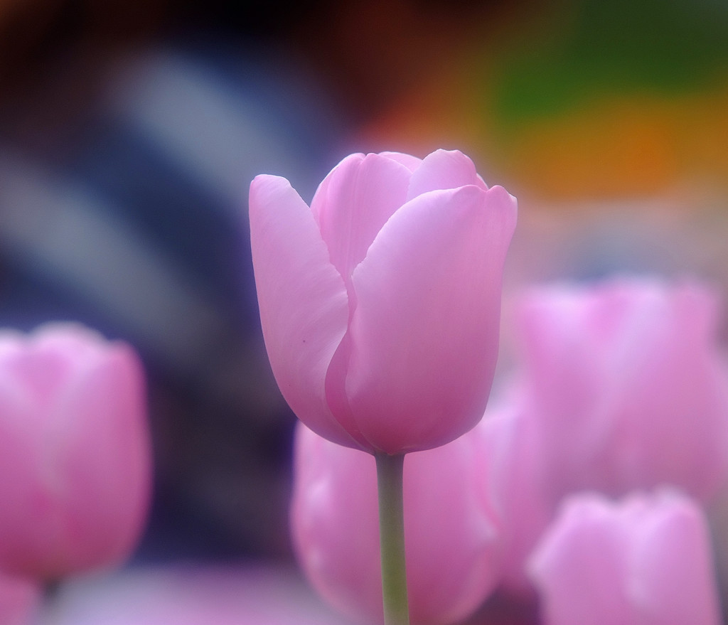 春散歩（５）