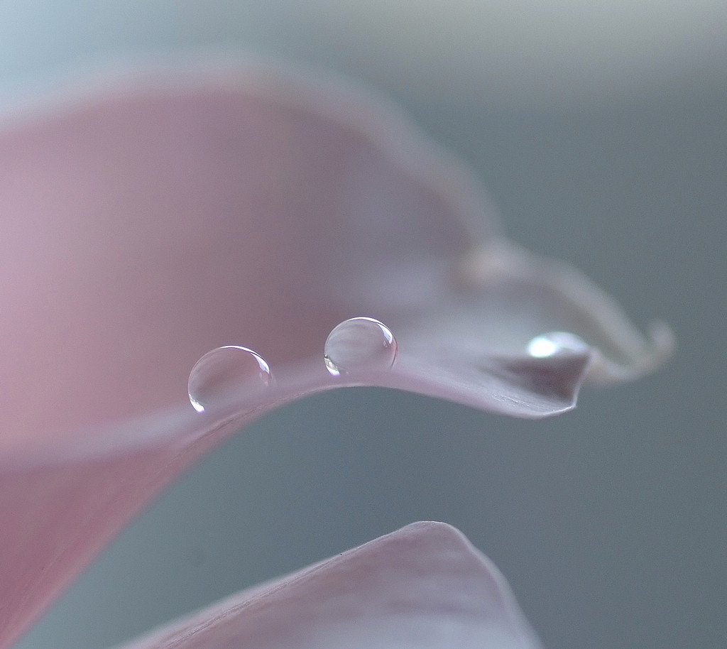 癒しの時間　