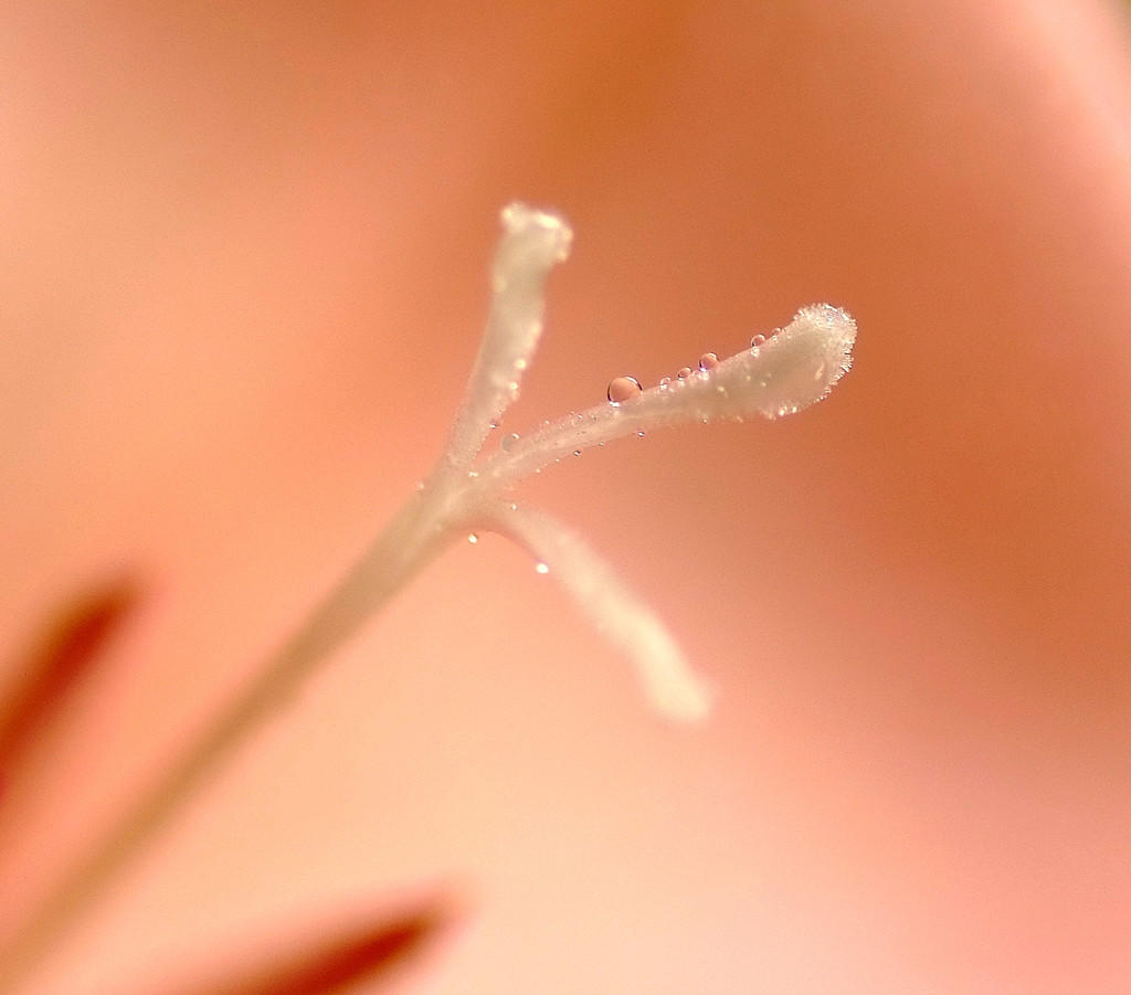 雫と花の物語　４