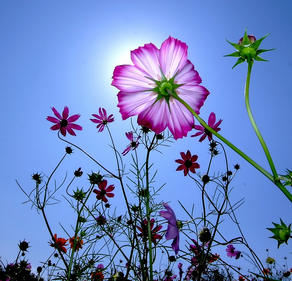 秋光とコスモス