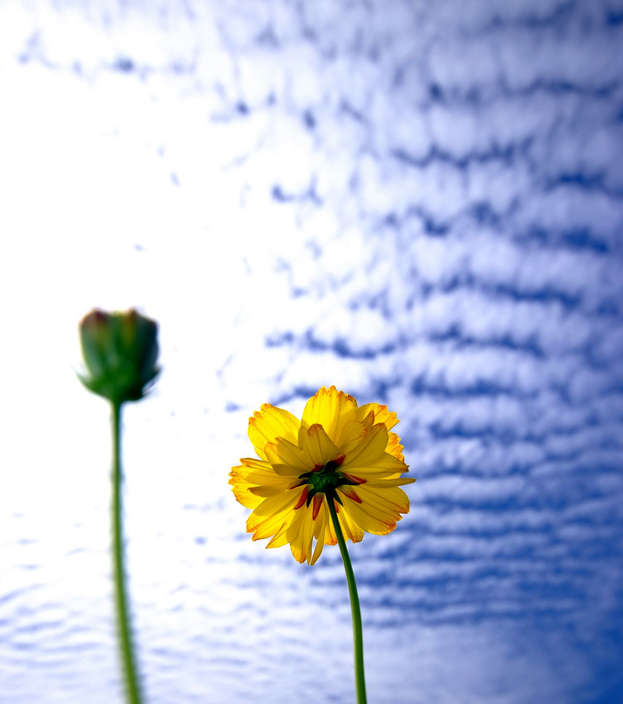 花言葉は「真心」　２