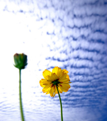 花言葉は「真心」　２