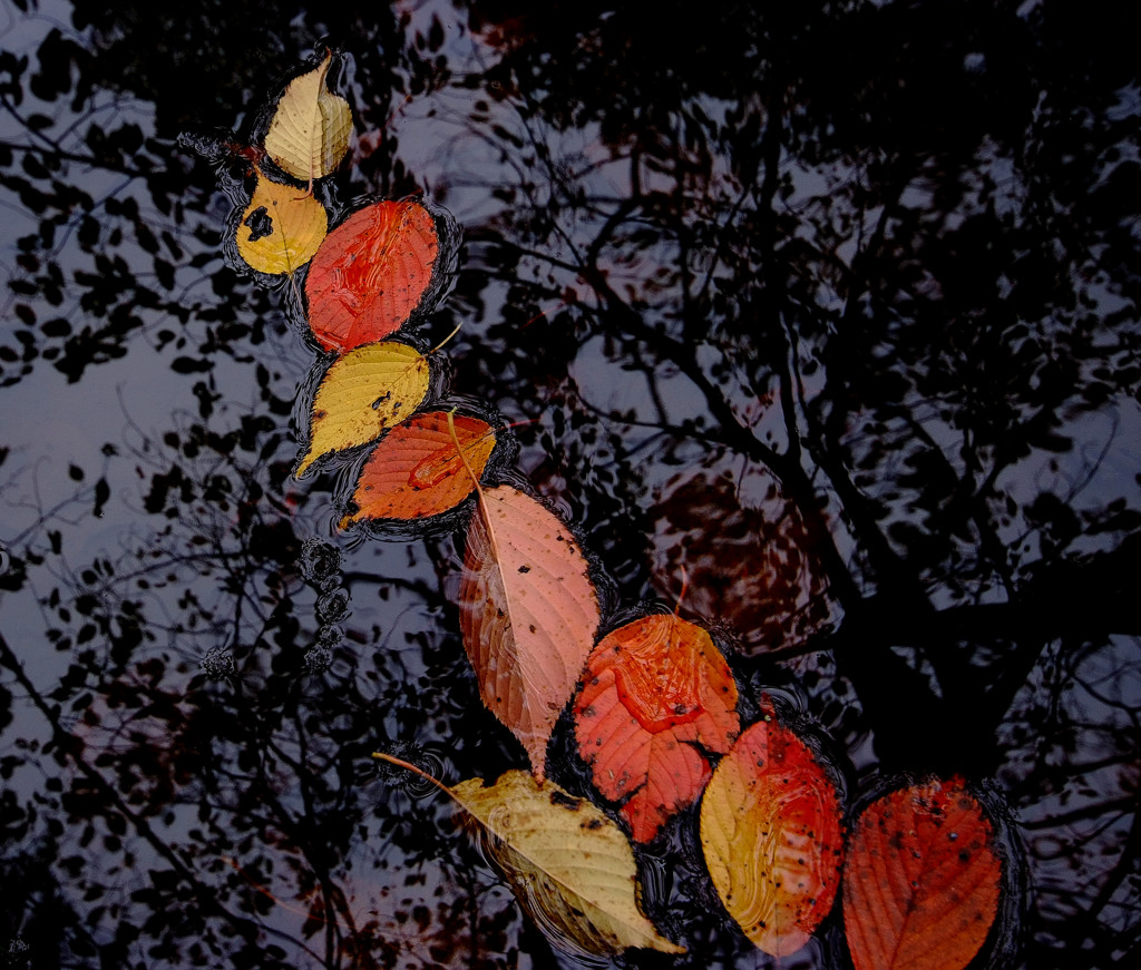 水面の紅葉　１