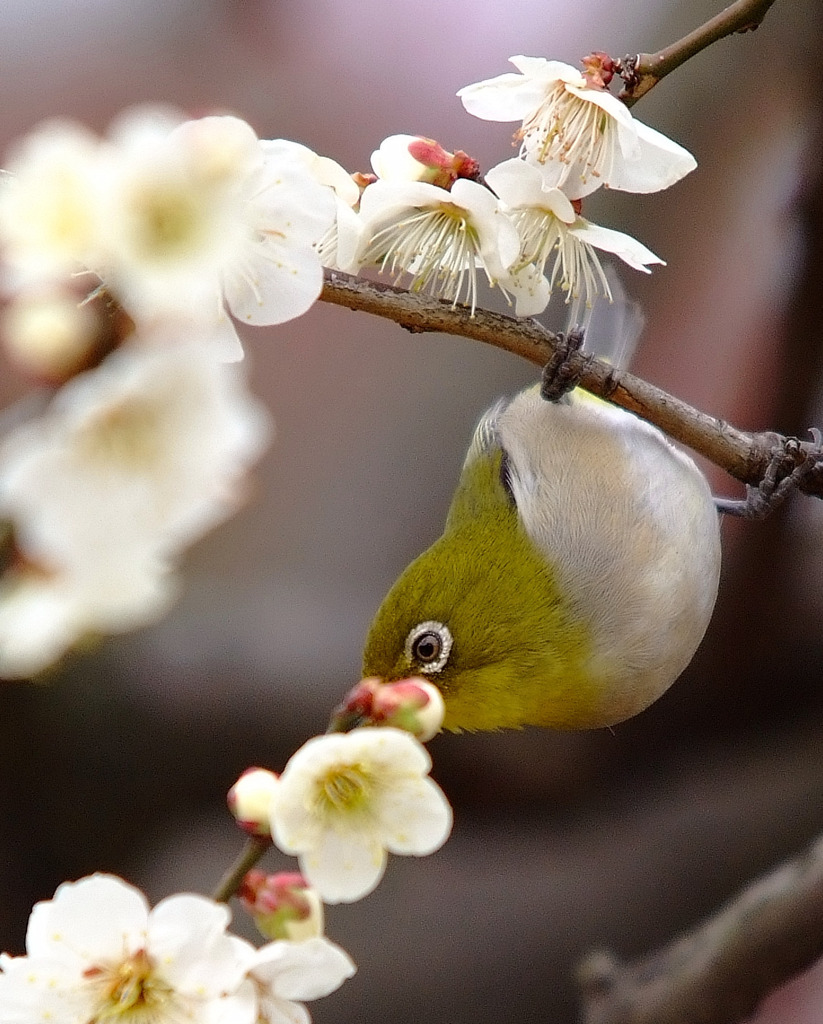 春待ち鳥。。