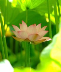 迷宮の花園　２