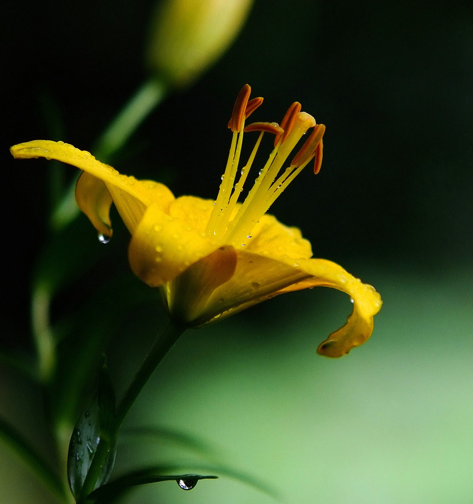 雨上がりに。。