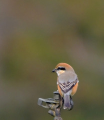 振り向けば、モズ。