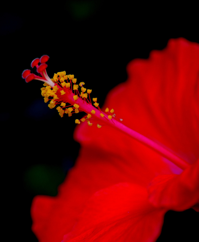 赤い花　０８１５