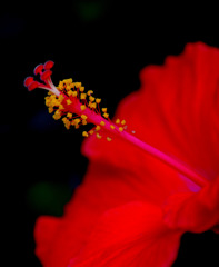 赤い花　０８１５