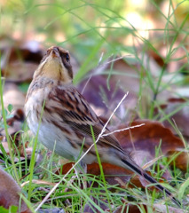 上に何があるのかしら？