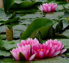 雨舞台・花舞台。
