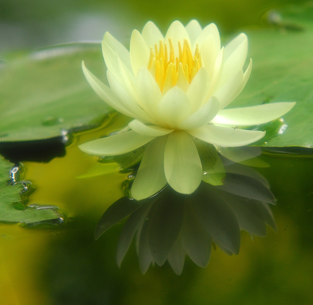 涼・睡蓮　（１）