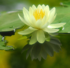 涼・睡蓮　（１）