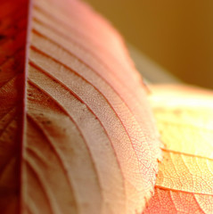 枯葉・２０１２