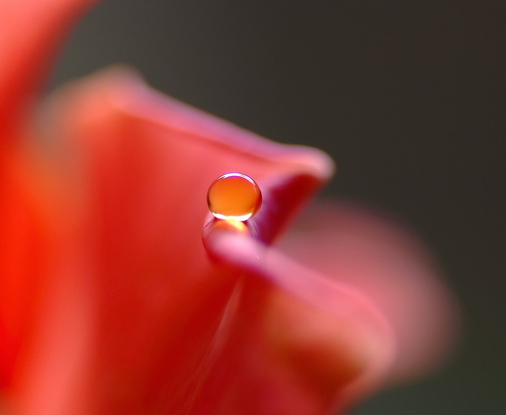 琥珀・雫