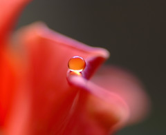 琥珀・雫