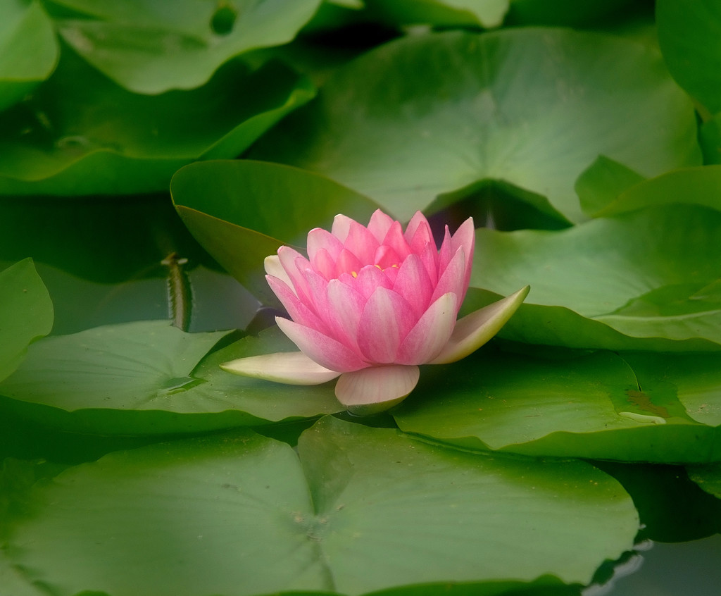 睡蓮便り・（華）