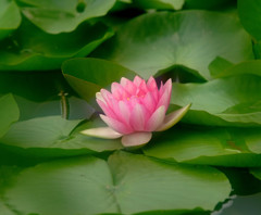 睡蓮便り・（華）