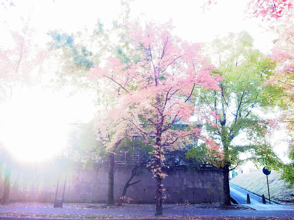 紅葉散歩　２０１３