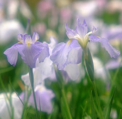 涼風・花菖蒲