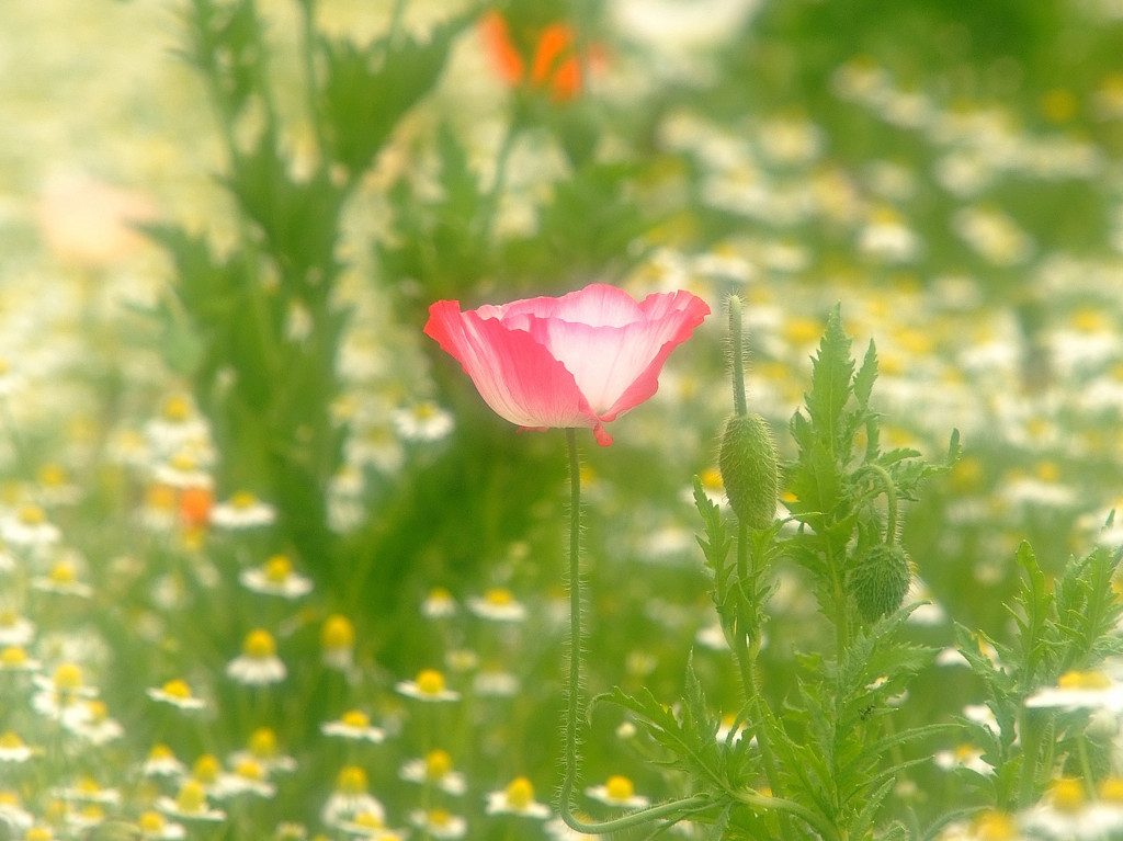 花の丘にて。。