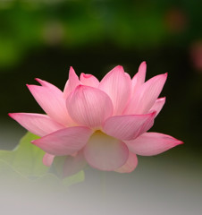 夏想花・蓮