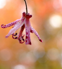 そっと咲いてます。。