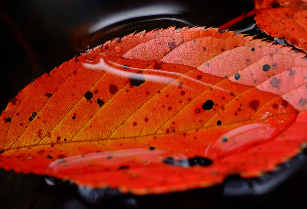 水面の紅葉　３