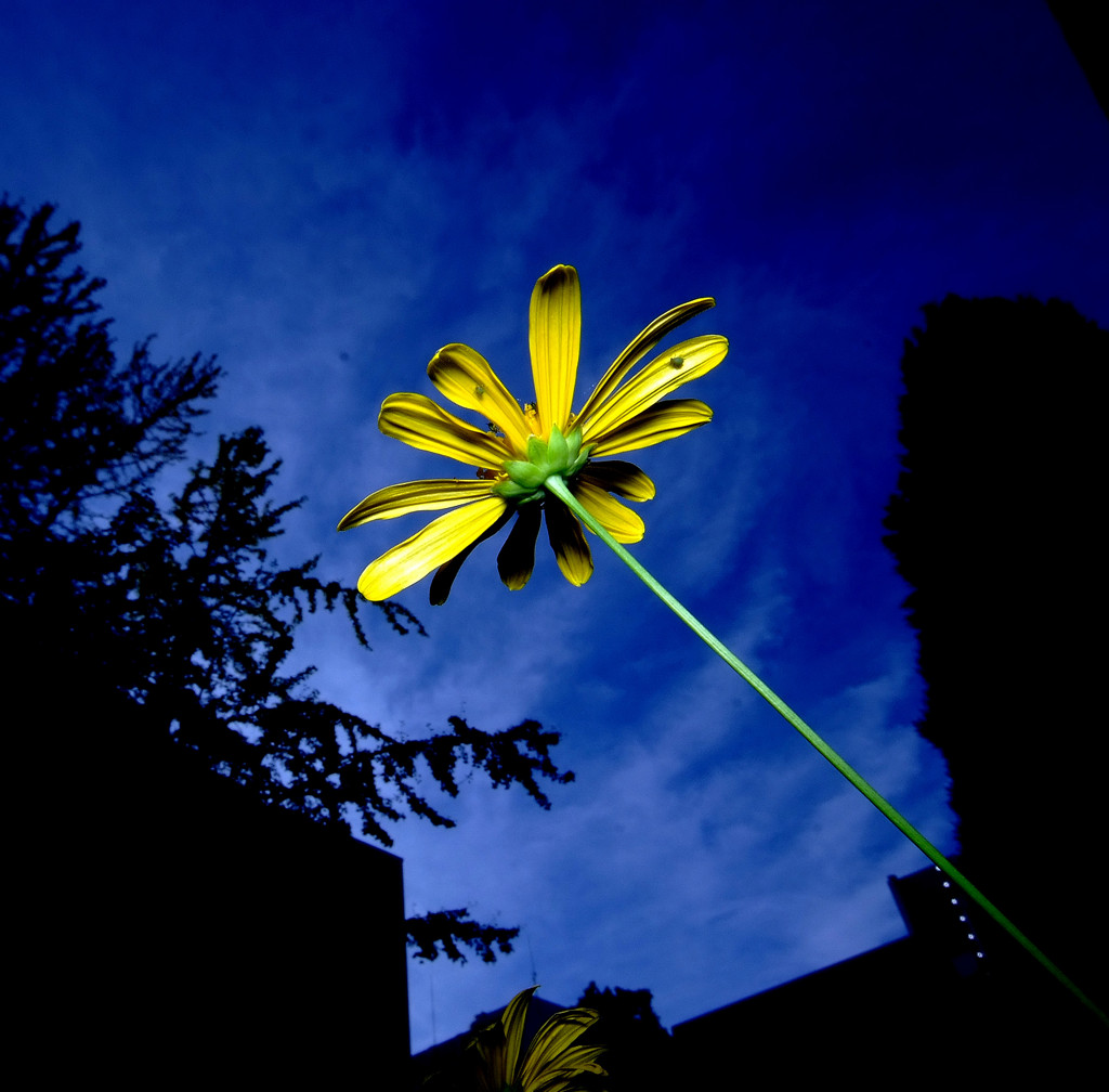 青と黄色の世界