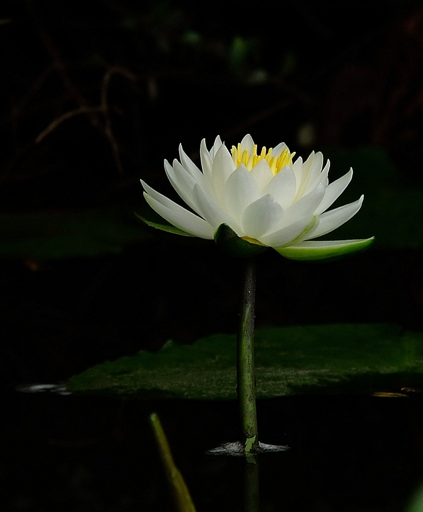 感謝を込めて。