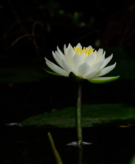 感謝を込めて。