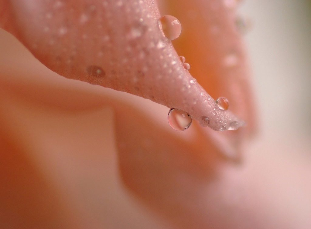 雫と花の物語　２