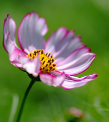 好きな花。