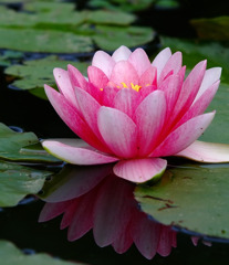 水中花。。