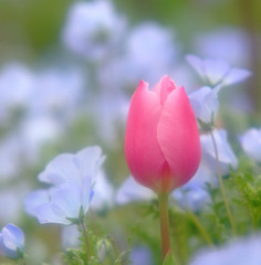 春の妖精・華