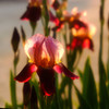 花・行燈