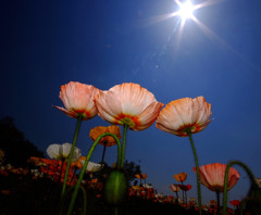 宴・春（３）