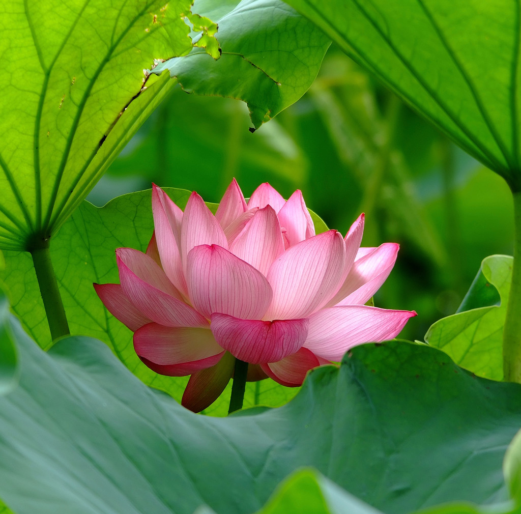 秘密の花園